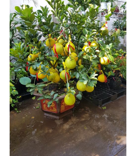 Cây Bưởi Trưng Tết